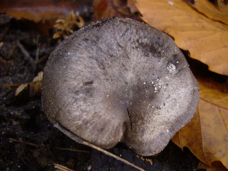 Tricholoma sp.